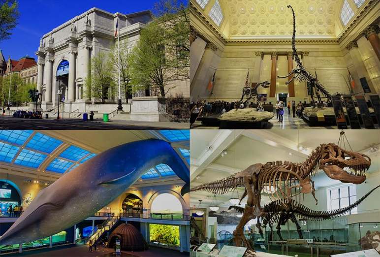 Embark on a Journey of Discovery at the American Museum of Natural History